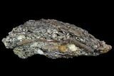 Fossil Hadrosaur Tendon In Rock - Aguja Formation, Texas #88713-4